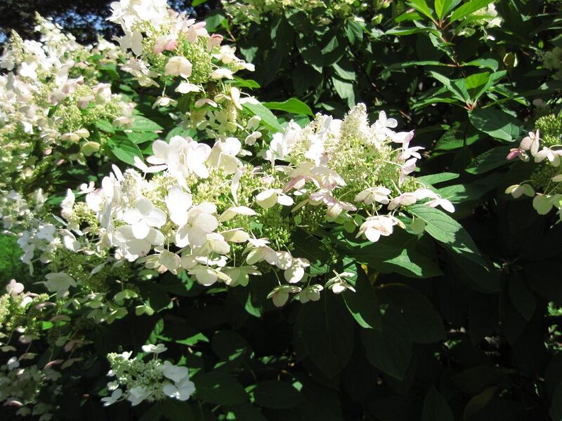 File:1024px-IMG 0028 nybg09.jpg
