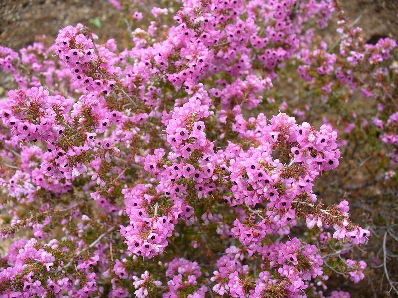 File:1280px-Erica melanthera flower.JPG
