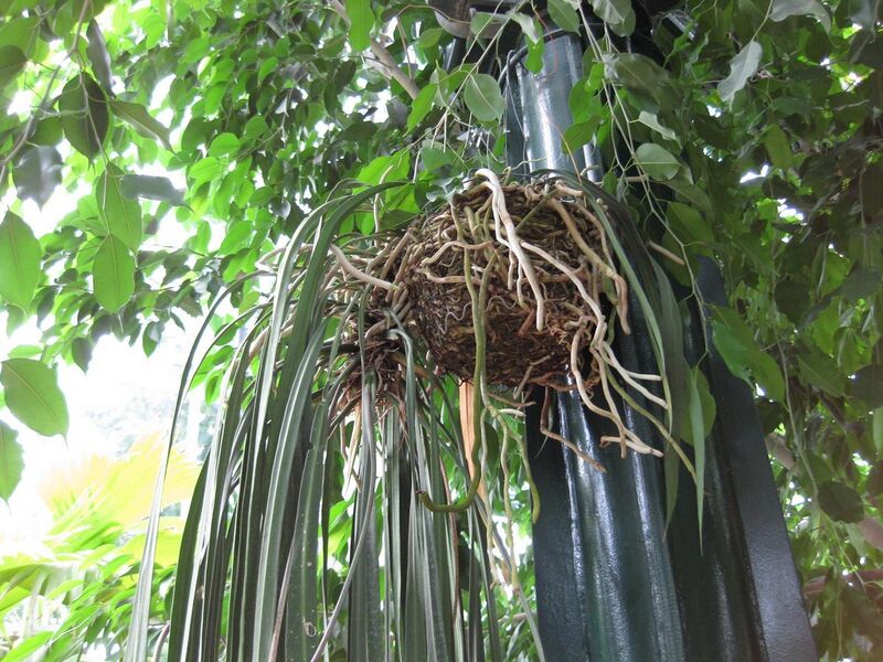 File:1280px-IMG 1759 hunt09oct.jpg