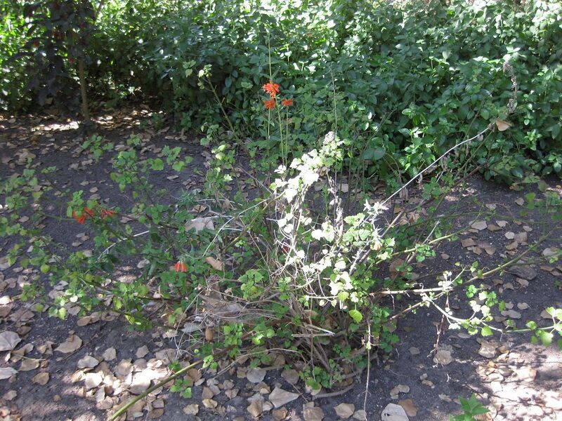 File:1280px-IMG 1944 hunt09oct.jpg