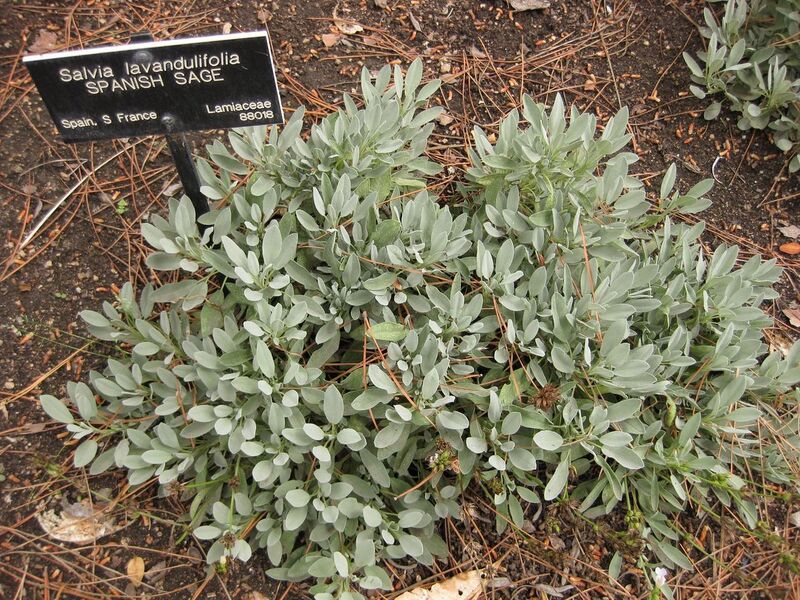 File:1280px-IMG 6959 hunt09jun.jpg