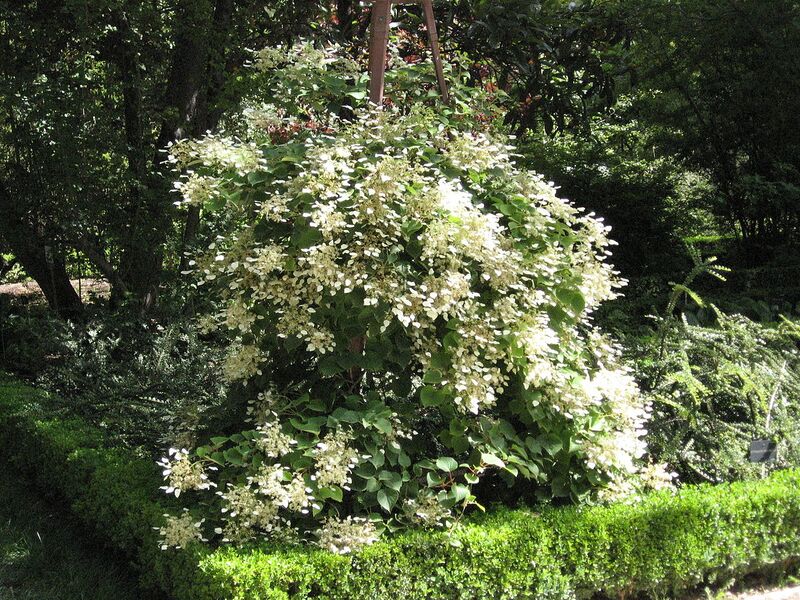 File:1280px-Schizophragma hydrangeoides 1.JPG