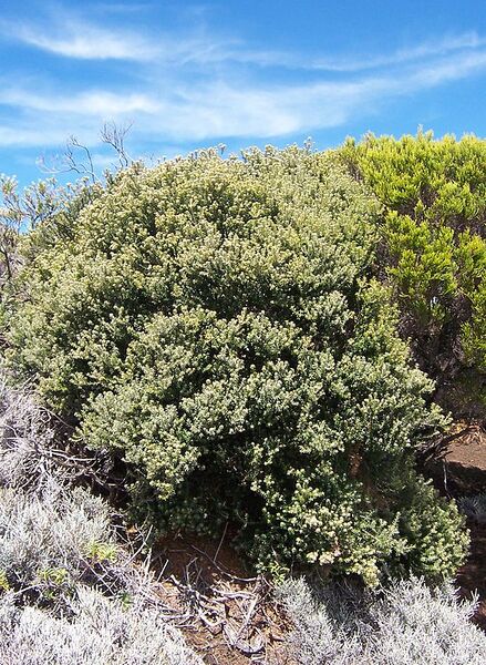 File:562px-Phylica nitida.JPG