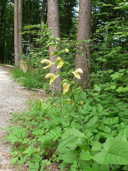 File:575px-Klebriger Salbei Vornbach.JPG