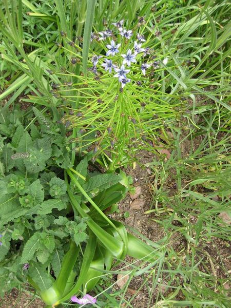 File:576px-IMG 5185 hunt0904.jpg