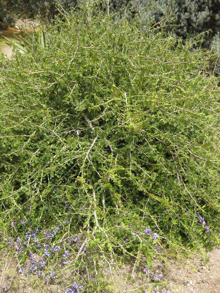 File:576px-IMG 7442 hunt09jun.jpg