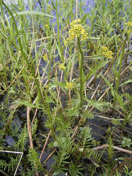 File:576px-Rorippa amphibia plant.jpg