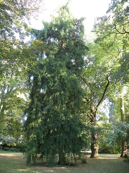 File:768px-Rennes ParcOberthur Torreya californica.jpg