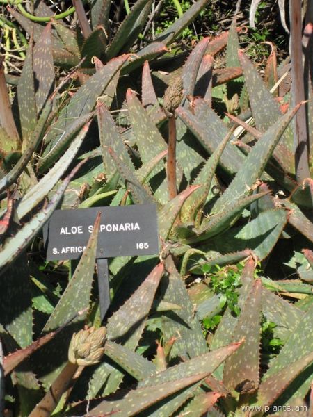 File:Aloe saponaria-IMG 0344 hunt07.jpg