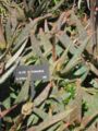 Aloe saponaria