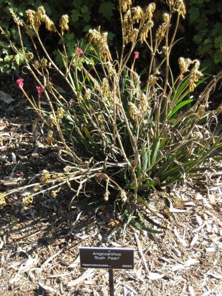 File:Anigozanthos-bush pearl-IMG 0887 hunt07.jpg