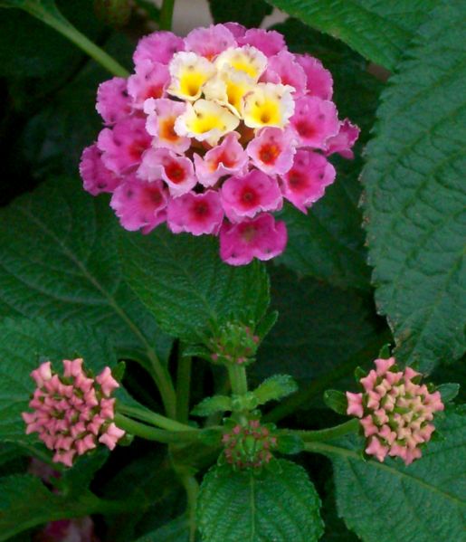 File:Baby bouquets-562.jpg