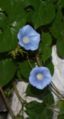 Blue Morning Glories