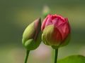 Bud