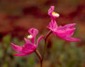 Calopogon orchid