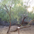 Thumbnail for version as of 04:43, 27 April 2007