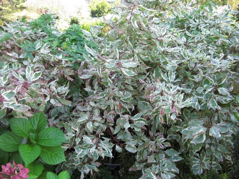 File:IMG 0174 nybg09.jpg