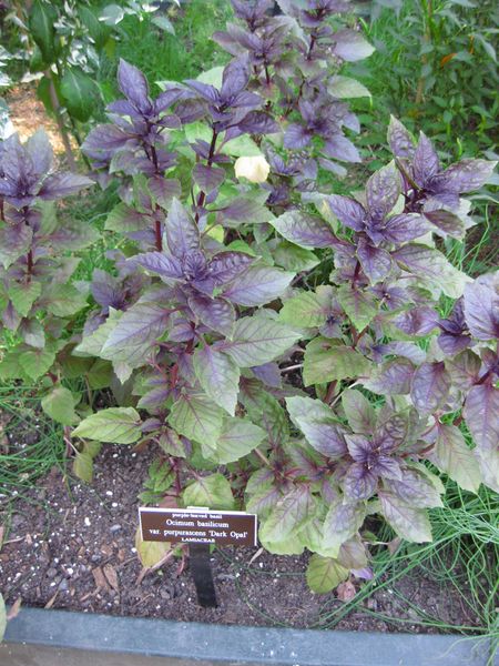 File:IMG 0372 nybg09.jpg