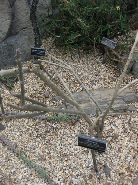 File:IMG 1249 bbg09.jpg