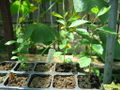 Thumbnail for version as of 12:33, 15 June 2010