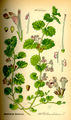 Thumbnail for version as of 06:09, 16 October 2007