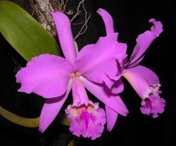 Cattleya labiata