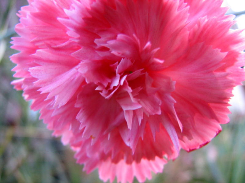 File:Mini Carnation-1691.jpg