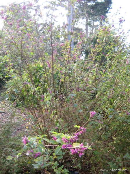 File:Salvia littae-magenta oaxaca-IMG 7360 sfbg0308.jpg