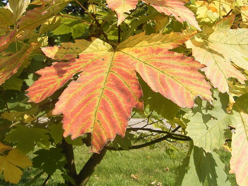 File:1024px-Acer heidrechii ssp heidrechii R0019775.JPG