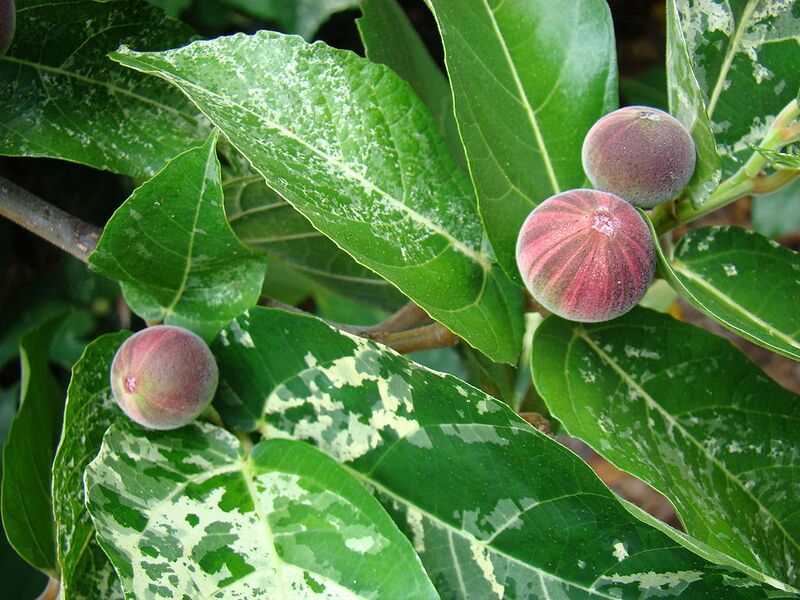 File:1024px-FicusAspera04 FlamingoGardens Asit.jpg