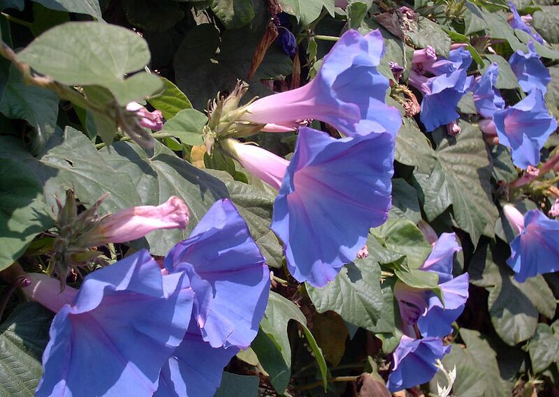 File:1024px-HeavenlyBlue10Aug2004BajaCalifornia.jpg