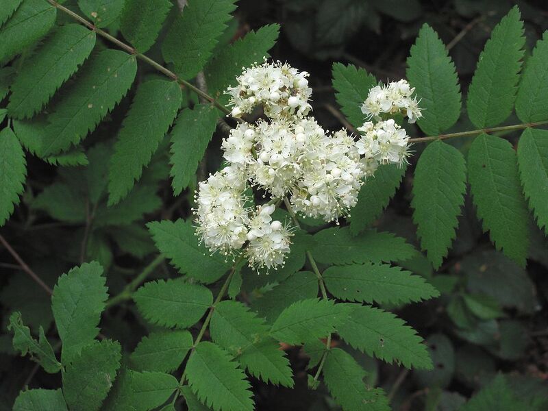 File:1024px-Sorbus aucuparia Wilde lijsterbes bloeiwijze.jpg