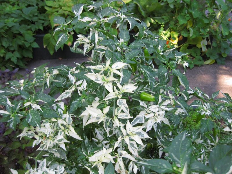 File:1280px-IMG 0375 nybg09.jpg