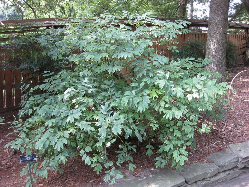 File:1280px-IMG 0642 bbg09.jpg