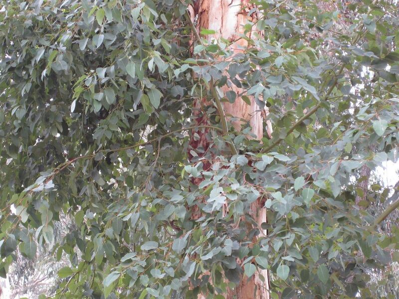 File:1280px-IMG 4846 hunt0904.jpg