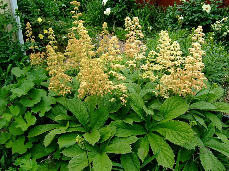 File:1280px-Rodgersia pinnata var. 'Superba'.jpg