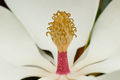 Inside the Flower