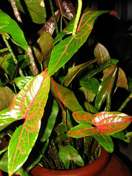 File:20100415034505!Cyrtosperma cuspidisphatum.jpg