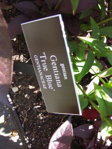 File:576px-IMG 0021 nybg09.jpg