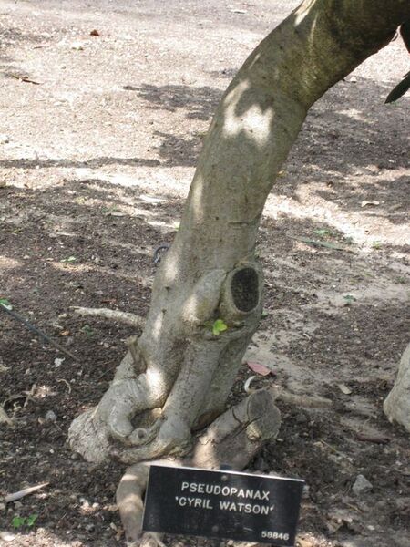 File:576px-IMG 4484 hunt0904.jpg