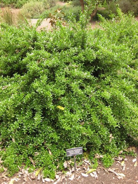 File:576px-IMG 7201 hunt09jun.jpg