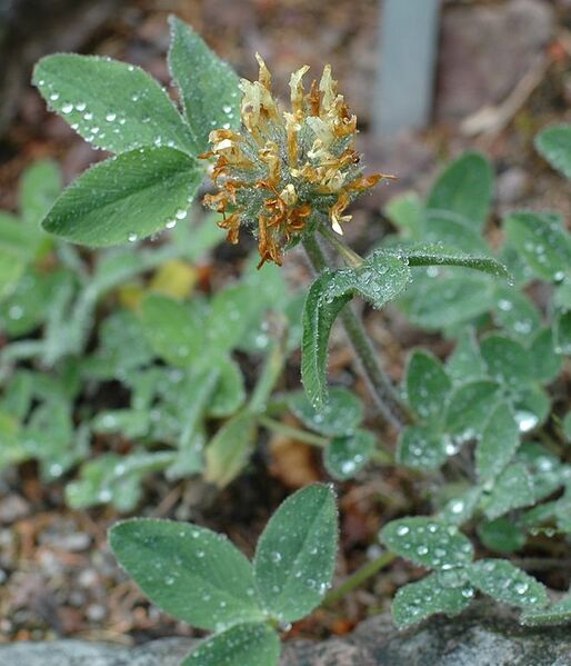 File:659px-Trifolium trichocephalum.JPG