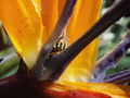 A wasp in Strelitzia reginae flower