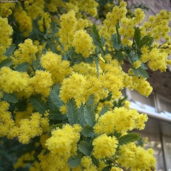 File:Acacia baileyana.jpg