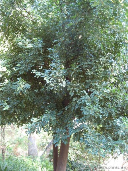 File:Aglaia odorata-IMG 0987 hunt07.jpg