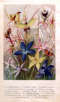 Several Caladenia species