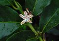 Coffea canephora