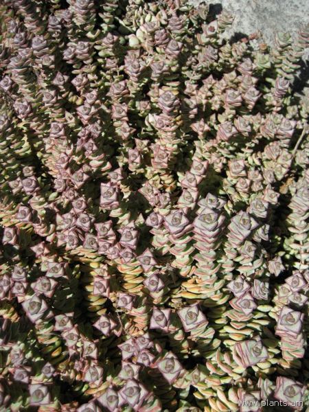 File:Crassula perforata-necklace vine-IMG 0395 hunt07.jpg