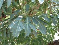 Cussonia spicata