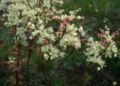 Thumbnail for version as of 10:09, 29 April 2025